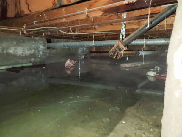 Best Local water damage restoration  in Lakewood, CA