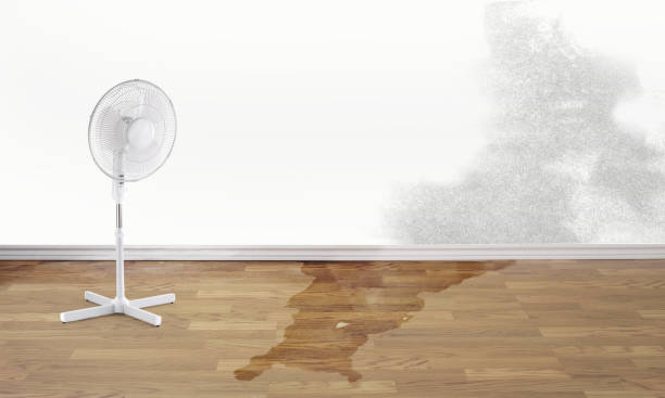 Best Water damage cleanup near me  in Lakewood, CA