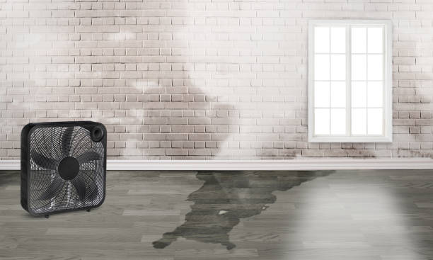 Best Professional water damage repair  in Lakewood, CA